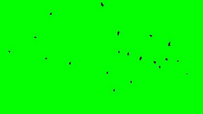 黑乌鸦从右到左飞绿屏绿幕抠像合成素材元素