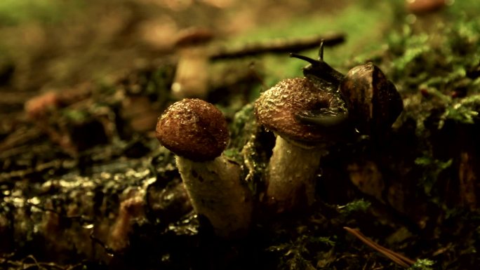 蜗牛在蘑菇上爬行大自然生态湿地公园原始森