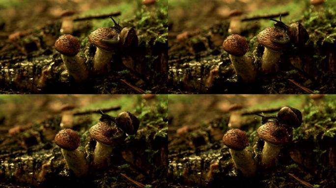 蜗牛在蘑菇上爬行大自然生态湿地公园原始森
