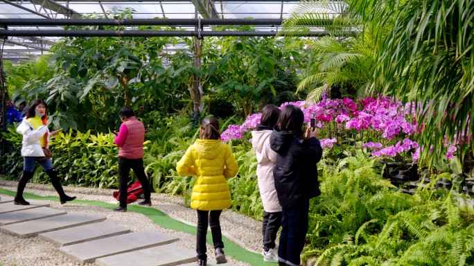 4K兰花-旅游农业-花园赏花特色农业