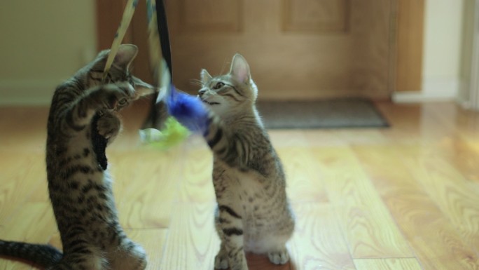 两只可爱的小猫在玩猫咪玩具