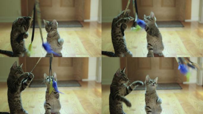 两只可爱的小猫在玩猫咪玩具