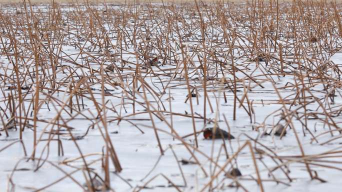 冬季的荷塘莲藕杆直立在荷塘中4K实拍原创