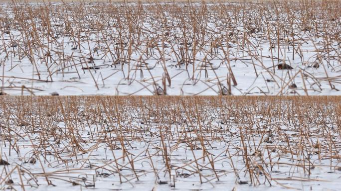 冬季的荷塘莲藕杆直立在荷塘中4K实拍原创