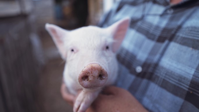 农夫抱着一头小猪可爱小猪正面