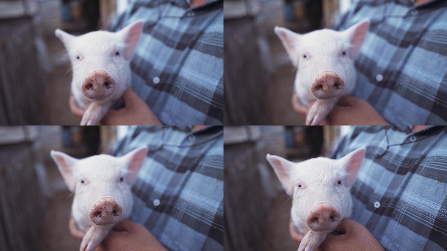 农夫抱着一头小猪可爱小猪正面
