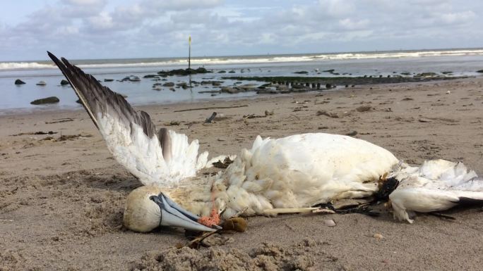 死掉的北塘鹅被困在塑料渔网中