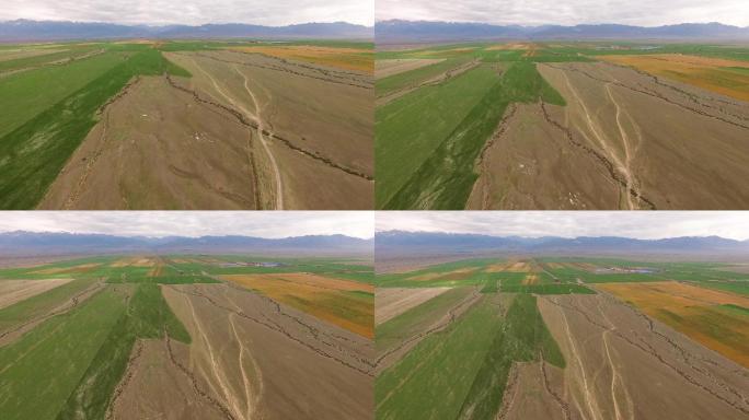 新疆博乐玉米种植航拍