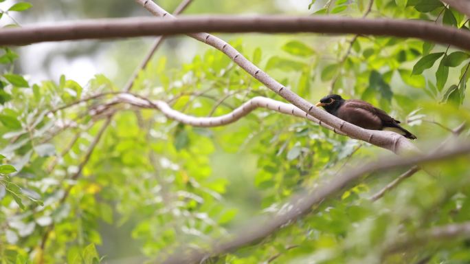 树枝上的鸟鸟儿站在枝头自然春天森林鸟类野