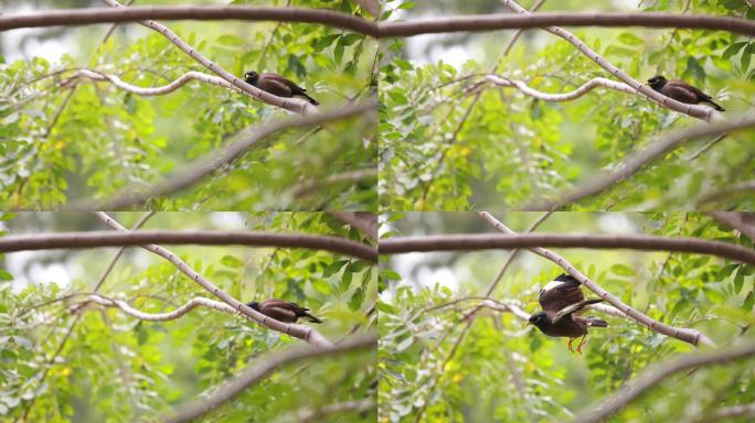 树枝上的鸟鸟儿站在枝头自然春天森林鸟类野