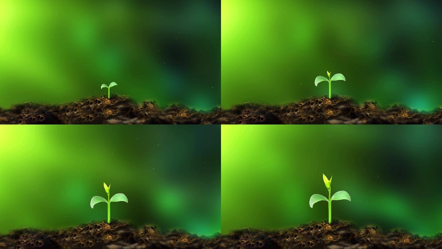【4K】春天幼苗植物种子生根发芽延时生长