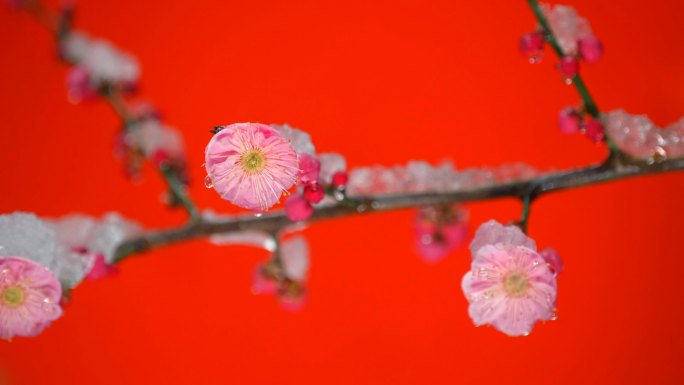 冰雪下的梅花