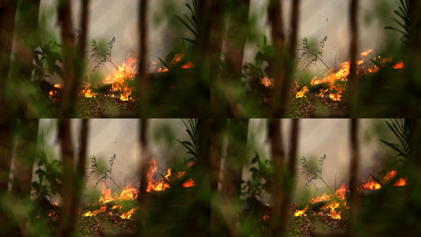 大火烧毁了森林4K消防宣传片镜头防火山火