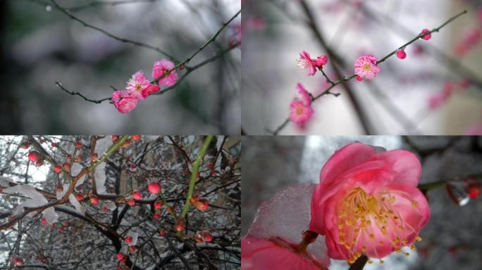 冰雪下的梅花