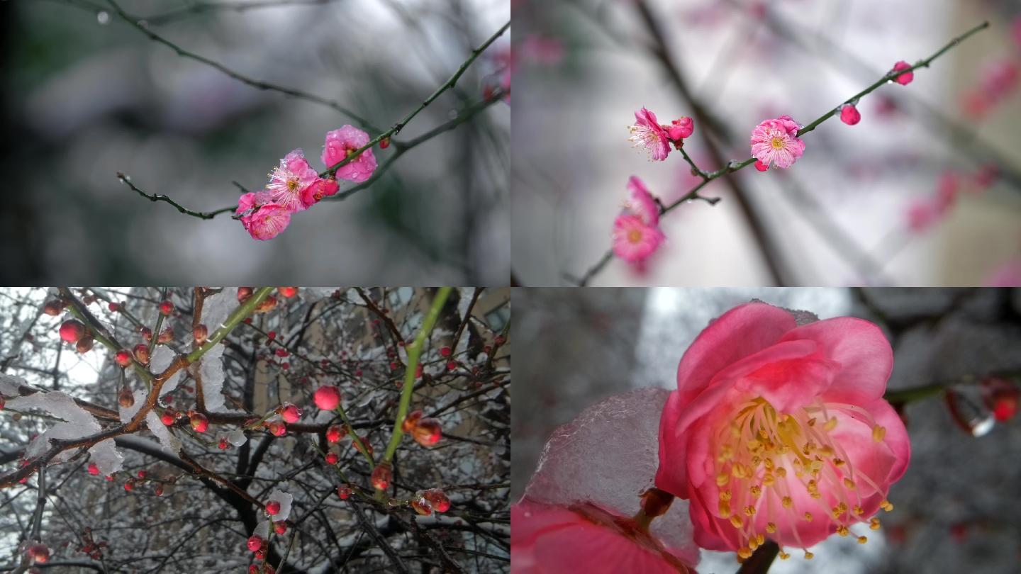 冰雪下的梅花