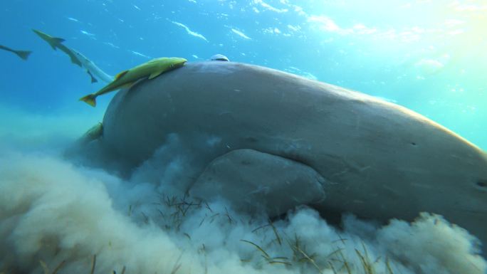 海牛在海底吃海草。