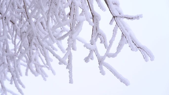 冬天寒潮冷空气高山雾凇冰凌江南雪树枝特写