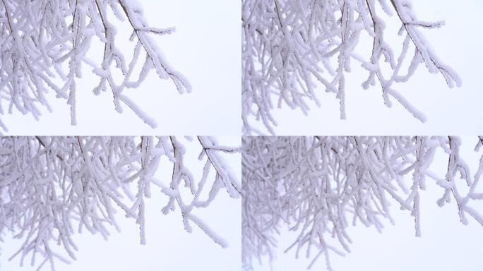冬天寒潮冷空气高山雾凇冰凌江南雪树枝特写