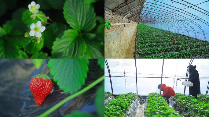 实拍草莓种植大棚采摘