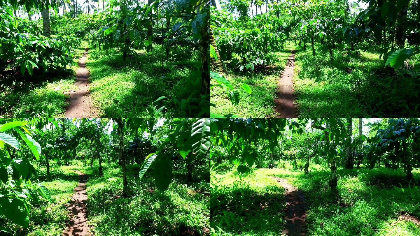 爪哇岛上的咖啡种植园