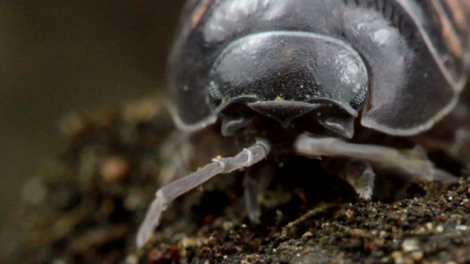 特写镜头中昆虫昆虫微距特写小甲虫甲壳虫