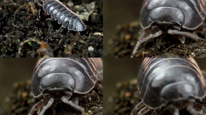 特写镜头中昆虫昆虫微距特写小甲虫甲壳虫