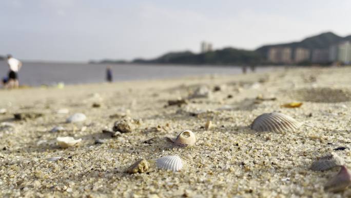 海边沙滩贝壳视频素材