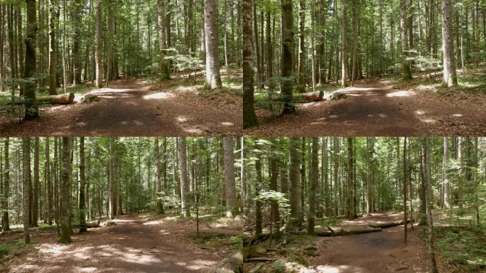 茂密的绿色森林中的小路。