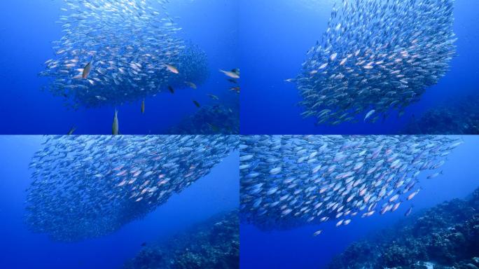 珊瑚礁中的鱼饵球鱼群鲸鱼捕食暖流