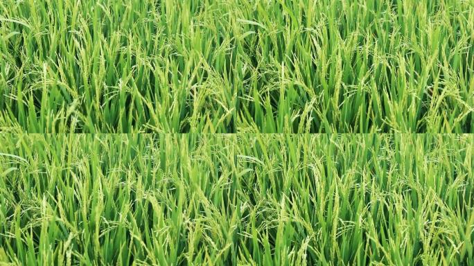 稻田产地基地产业三农种植五常稻花香