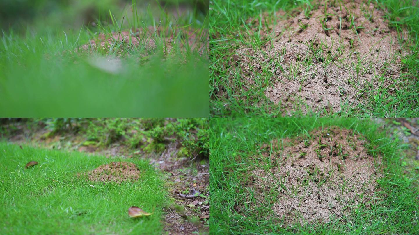 红火蚁，外来物种，入侵城市小区草坪