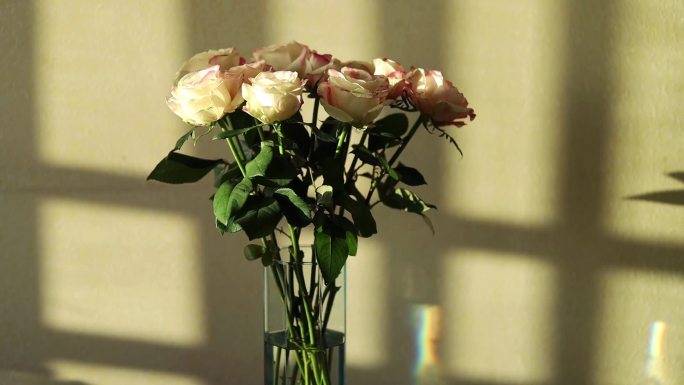 花瓶里的美丽玫瑰。