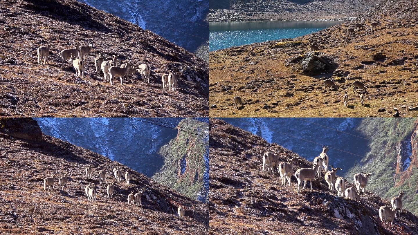 西藏野生动物