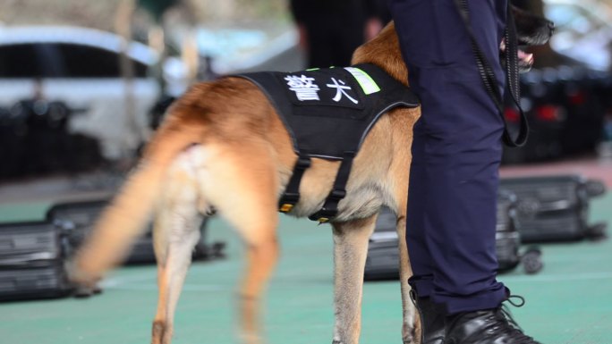 缉毒警犬训练