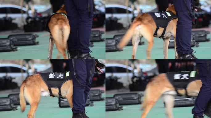 缉毒警犬训练