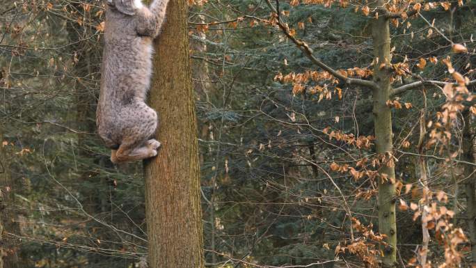 山猫爬树的特写上树野外野性