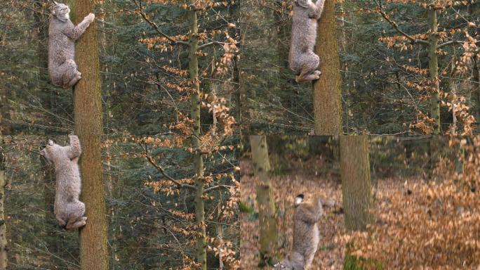 山猫爬树的特写上树野外野性