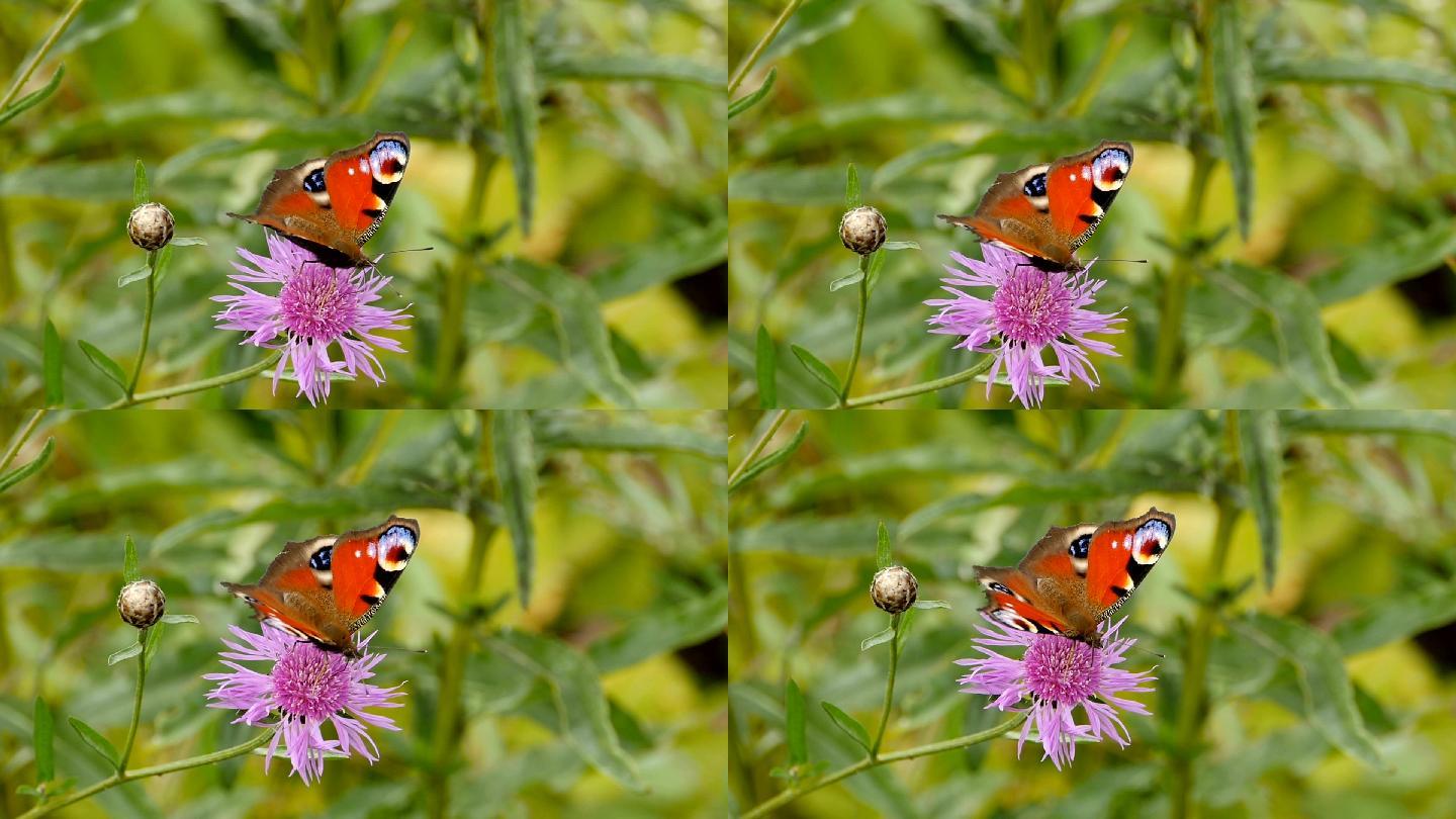 蝴蝶孔雀眼在花上