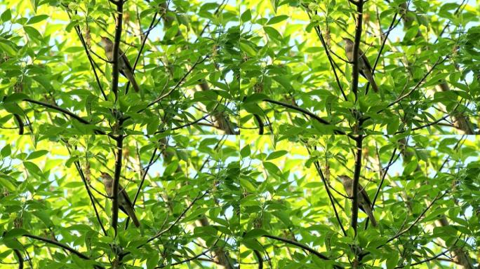 画眉夜莺坐在树枝上唱歌