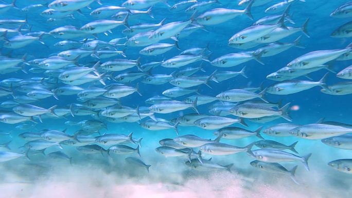 水下的鱼群海域海洋生物海底生物
