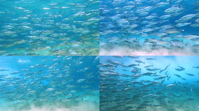 水下的鱼群海域海洋生物海底生物