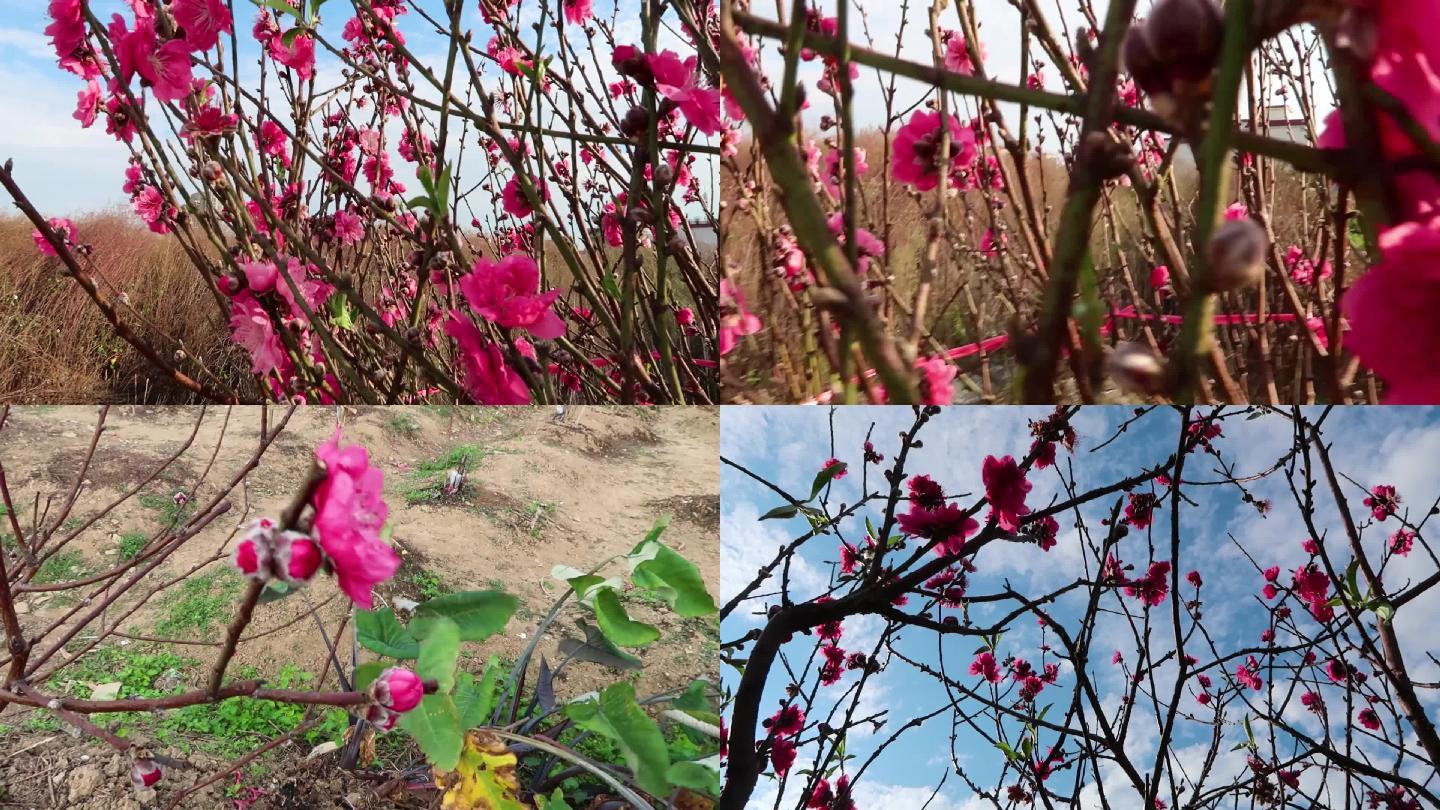春节桃花绽放桃树摆饰粉色桃红盛开桃枝摇曳