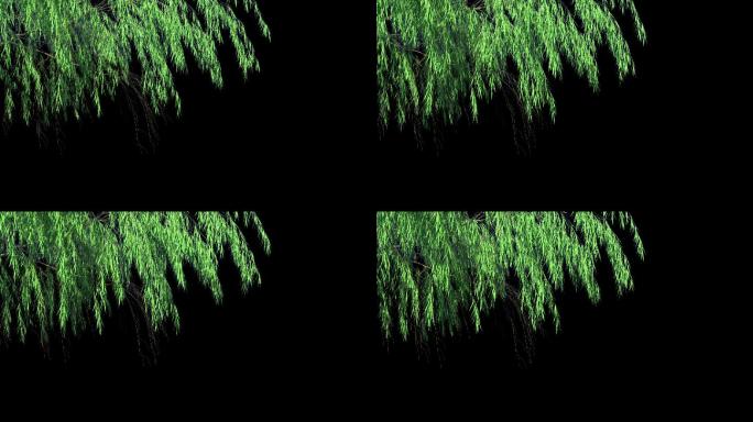 柳树枝生长风吹动画-带透明通道