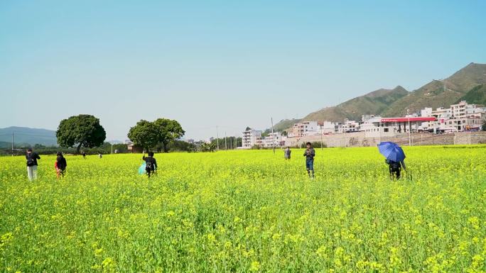 游人赏花赏油菜花、蜜蜂胡蝶采蜜