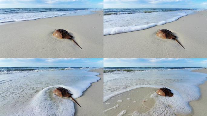 海浪拍打着海滩上的马蹄蟹。