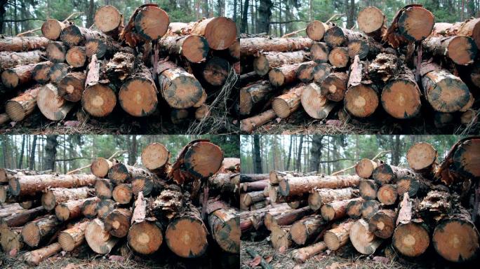 森林采伐场。伐木堆积林业工业建筑业
