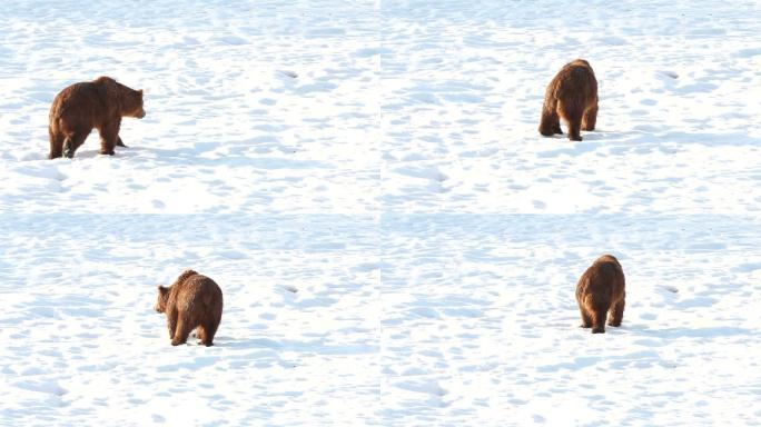 棕熊北极熊雪地棕熊野生动物