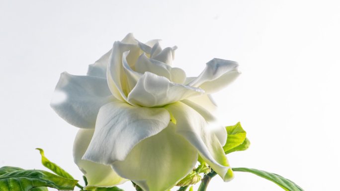 美丽的白色栀子花在白色背景下绽放。