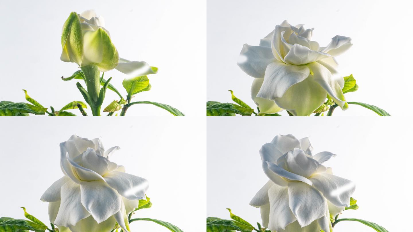 美丽的白色栀子花在白色背景下绽放。