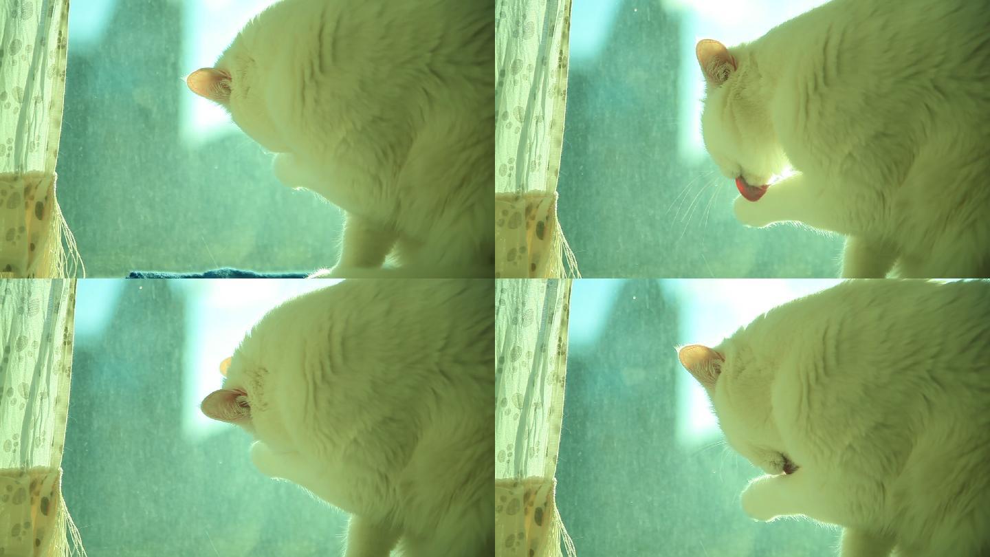 小猫 洗脸 梳洗 温馨